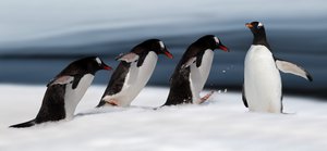 Acción del pingüino de Gentoo de Chuanxu Ren
