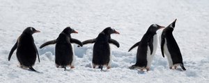 Pingüinos en un paseo por la nieve de Chuanxu Ren