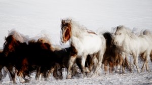 Caballos salvajes en movimiento invernal de Chuanxu Ren