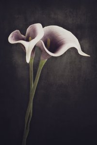  de Cicek Kiral