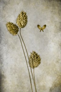  de Cicek Kiral