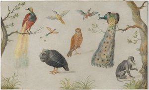 Estudio de aves y mono