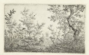 Espacio abierto en el bosque de Claes van Beresteyn