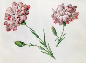 Claveles de Claude Aubriet