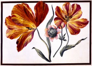 Tulipanes y anémonas, c.1690 de Claude Aubriet