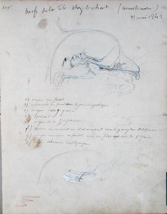Sistema nervioso en la cabeza de un gato, mayo de 1842 de Claude Bernard