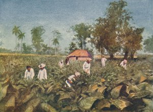 Plantación de tabaco, Cuba de Claude Pratt