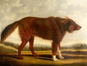 El Perro de Lord Byron, Lyon (El Perro Lobo) de Clifton Tomson