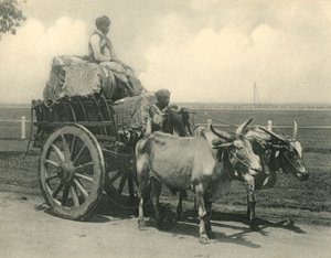 Carreta de bueyes de Clifton and Co