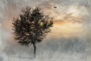  de Codruta Georgescu