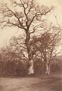 Estudio de árboles, Bois de Boulogne de Comte Olympe Aguado
