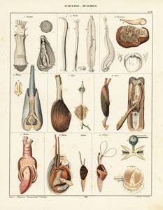 Anatomía de los moluscos bivalvos. ,1841 (litografía) de Conrad Kull