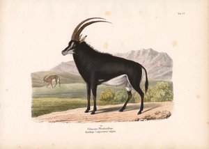  de Conrad Kull