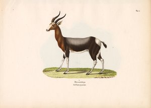  de Conrad Kull