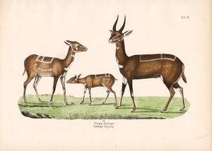  de Conrad Kull