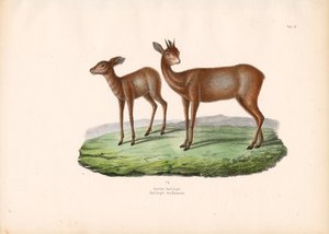  de Conrad Kull