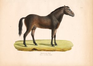 Caballo de pelo rizado