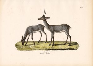 de Conrad Kull
