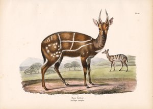  de Conrad Kull