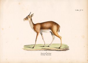  de Conrad Kull
