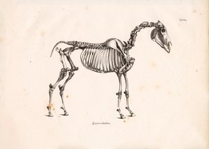  de Conrad Kull