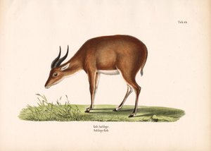  de Conrad Kull