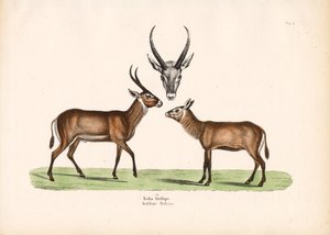  de Conrad Kull