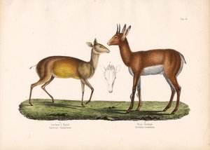  de Conrad Kull