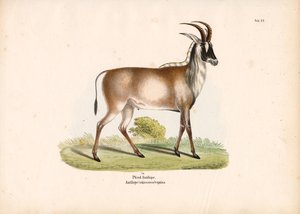  de Conrad Kull