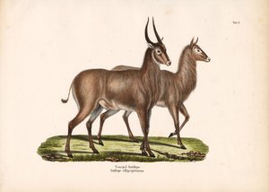  de Conrad Kull
