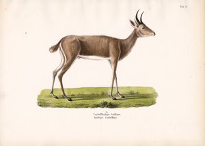  de Conrad Kull