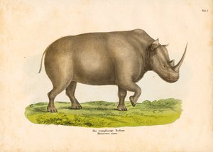  de Conrad Kull