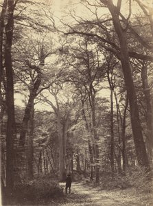 Escena del bosque