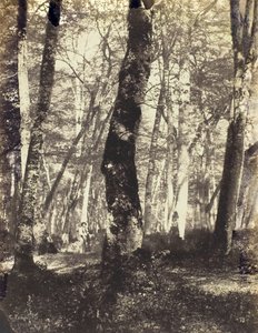 Estudio en el bosque de Barbizon, 1860-69 de Constant Alexandre Famin