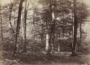 Untitled (The Forest of Fontainbleau) de Constant Alexandre Famin