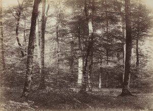 Sin título El Bosque de Fontainbleau, c. 1874 de Constant Alexandre Famin