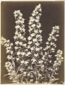 Sin título [planta con flores], c. 1870
