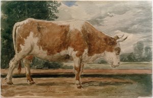 Vaca de perfil