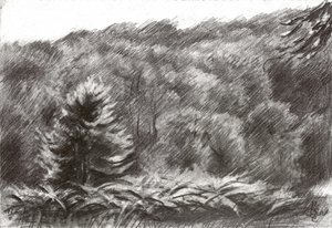Dibujo de un bosque de pinos
