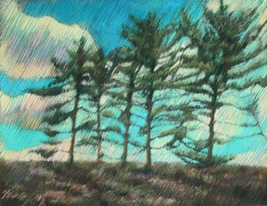 Pinos azotados por el viento