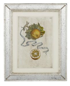 Hoja de naranja rizada, lámina 389 de 