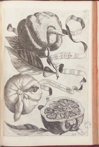 Naranja Cornuda, lámina 409 de "Hesperides sive de Malorum Aureorum Cultura et Usu Libri Quatuor" por Giovanni Battista Ferrari, 1646