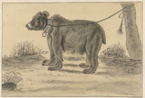 Oso atado a un árbol de Cornelis Saftleven