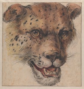 La cabeza de un leopardo de Cornelis Saftleven