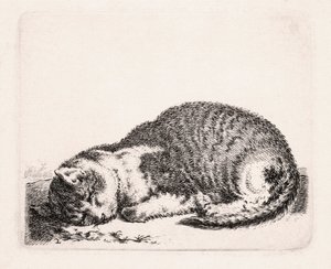 Gato durmiendo, c.1607-81 de Cornelis Saftleven