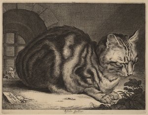 El gran gato de Cornelis Visscher