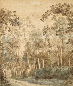 Paisaje boscoso