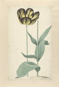 De tulp Bizard Catafalque
Bizard Catafalque (título en el objeto) de Cornelis van Noorde