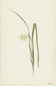 Iris de Cornelis van Noorde