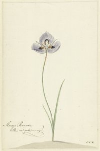 Iris de Cornelis van Noorde